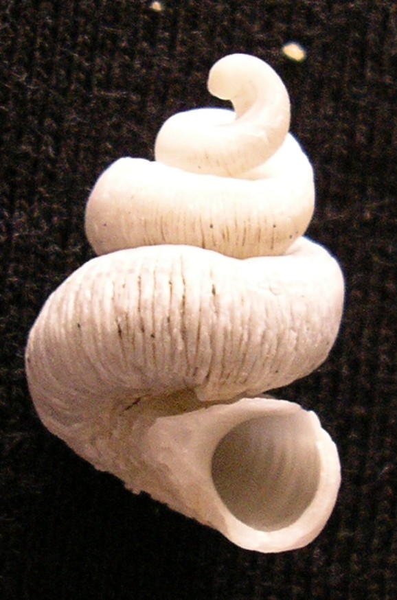 Tenagodus obtusus